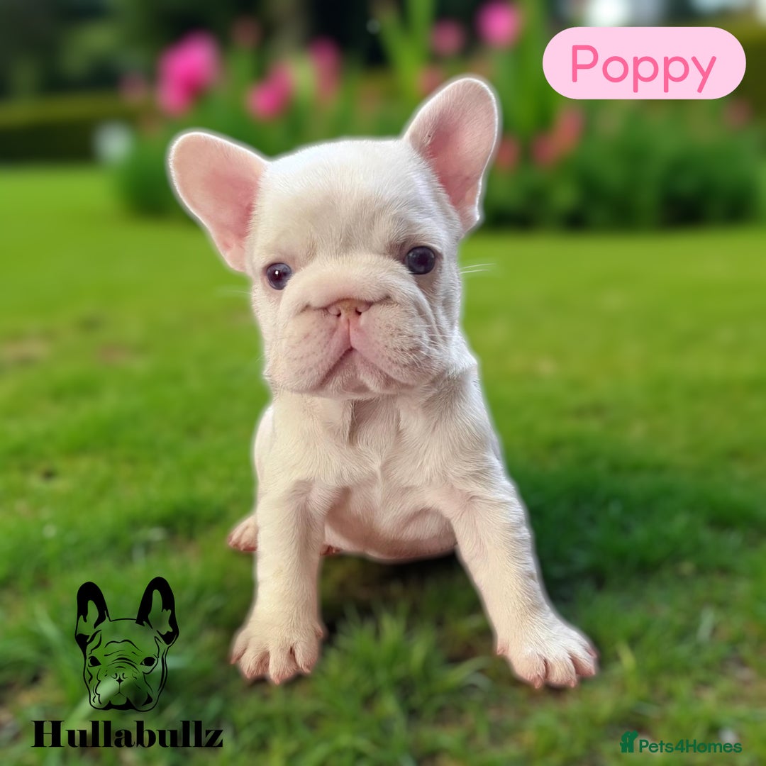 French Bulldog dogs for sale: Pink Health clear Frenchie - DEZINERBULLZ lines - Image 2