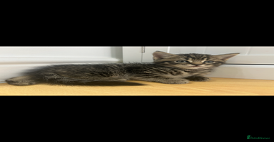 British Shorthair cats - Advert 6
