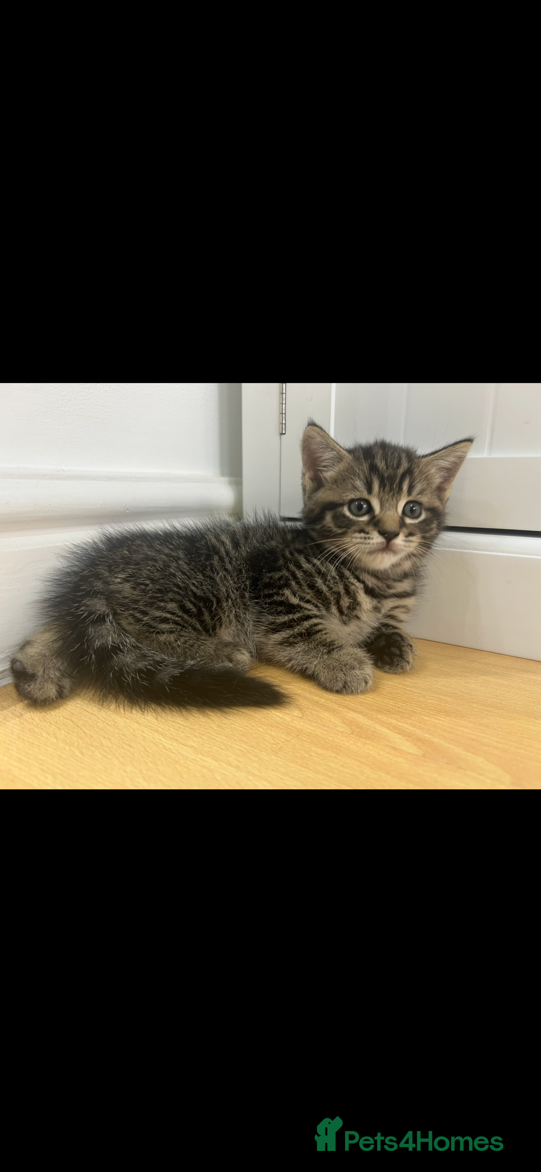 British Shorthair cats for sale: British shorthair kittens - Advert 2