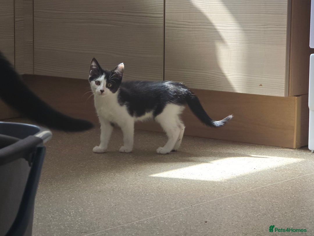 European cats for sale: Kittens - Image 3