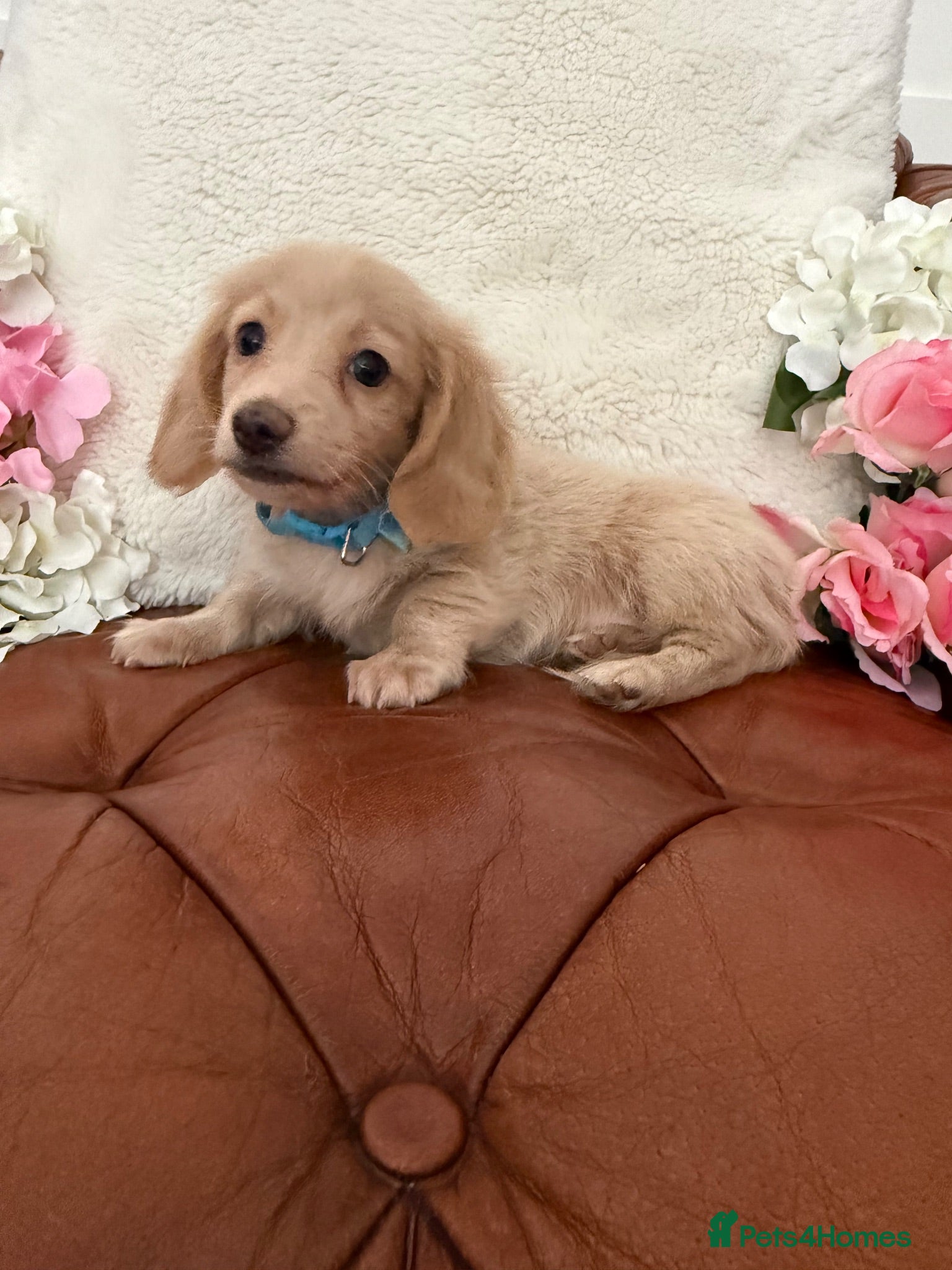 Miniature Dachshund dogs Beautiful Miniature Dachshund Dapples & Cream  - Advert 1