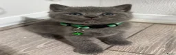 British Shorthair cats for sale: Beautiful British Shorthair Kittens😻 - Advert 12