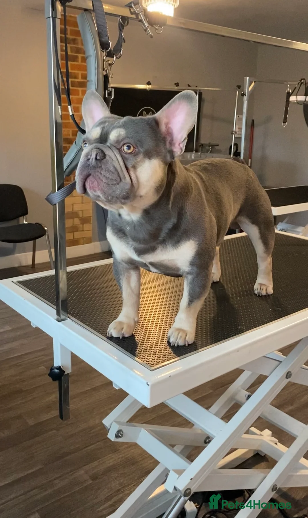 French Bulldog dogs for stud: L4 FLUFFY STUD - LILAC & TAN in Consett - Advert 8