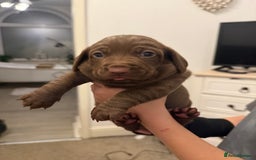 Mixed Breed dogs for sale: Beautiful Doxiepoos - Image 2