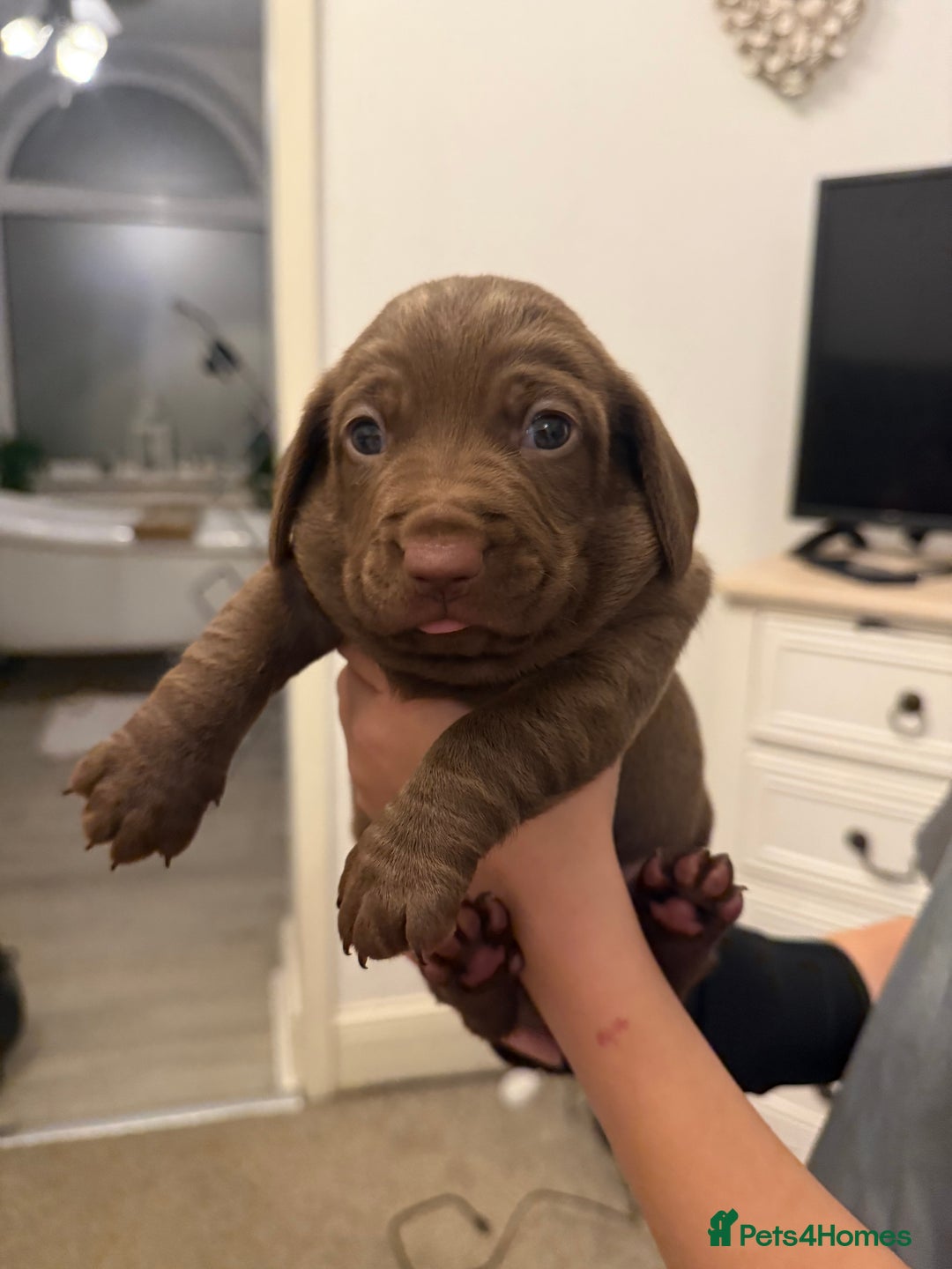 Mixed Breed dogs for sale: Beautiful Doxiepoos - Image 2