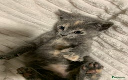 Domestic Shorthair cats for sale: Grey shorthair kitten - Image 10