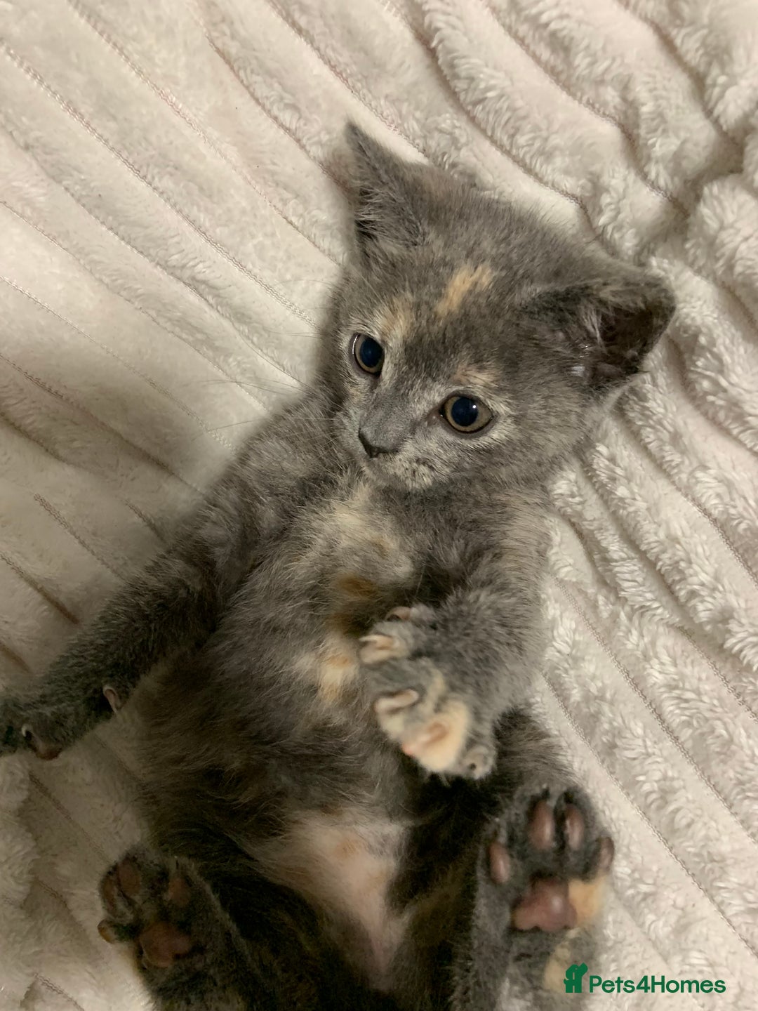 Domestic Shorthair cats for sale: Grey shorthair kitten - Image 10