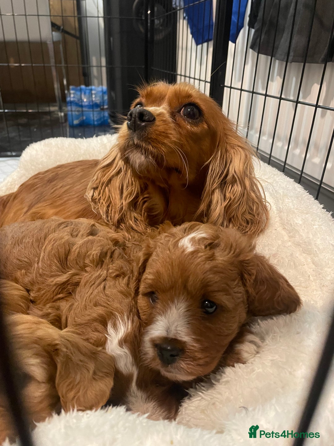 Cavapoo dogs for sale: STUNNING HEALTH CLEAR CAVAPOO PUPPIES  - Advert 10