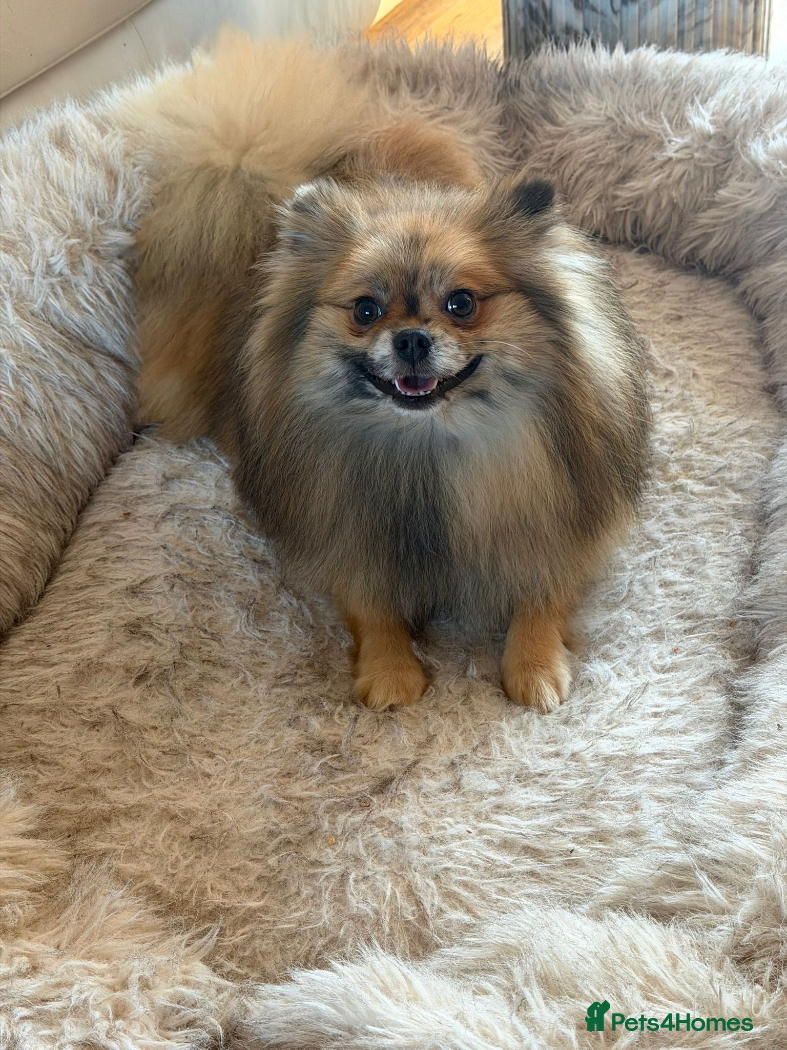 Pomeranian dogs  Adult merle Pomeranians reduced 🌈 - Advert 9