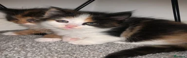 Mixed Breed Kitten 2