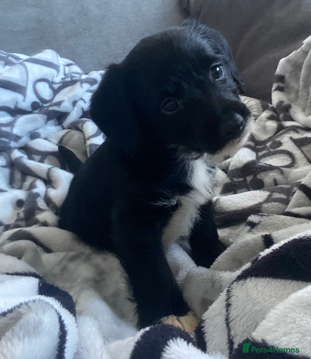 Patterjack dogs for sale: Patterjacks  - Advert 4