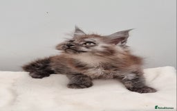 Maine Coon cats for sale: Pedigree GCCF Maine Coon Kittens for sale  - Image 22