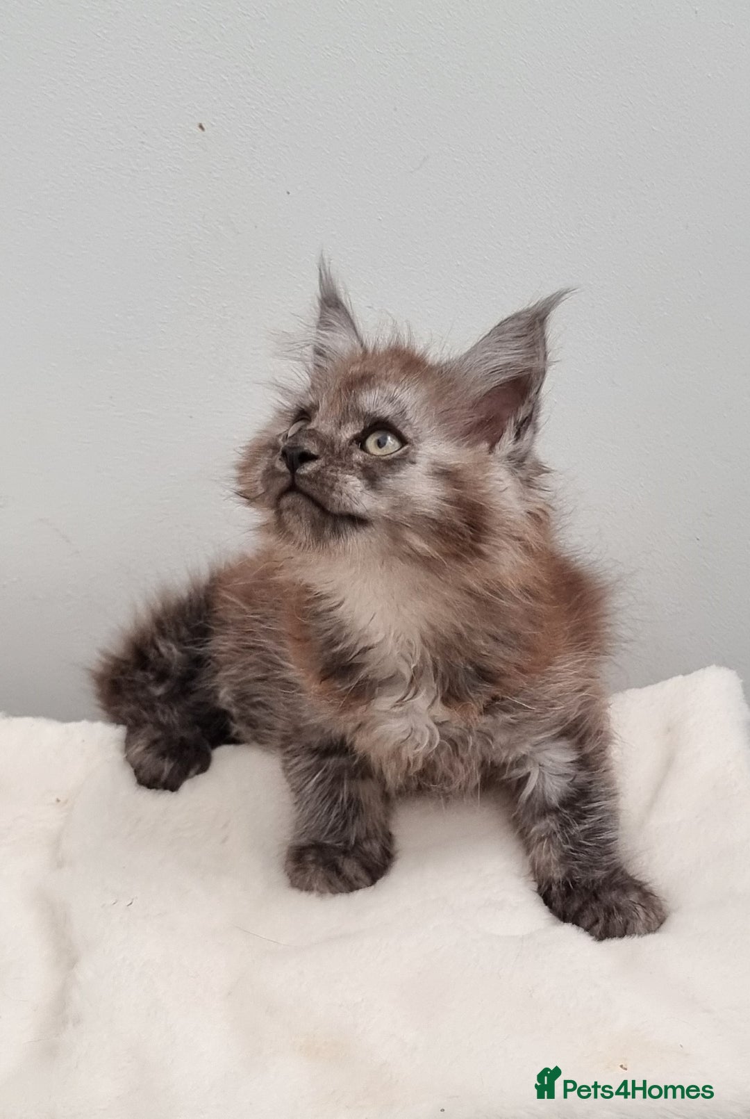 Maine Coon cats for sale: Pedigree GCCF Maine Coon Kittens for sale  - Image 22