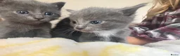 Ragdoll cats for sale: RAGDOLL X SHORTHAIR KITTENS  - Advert 15