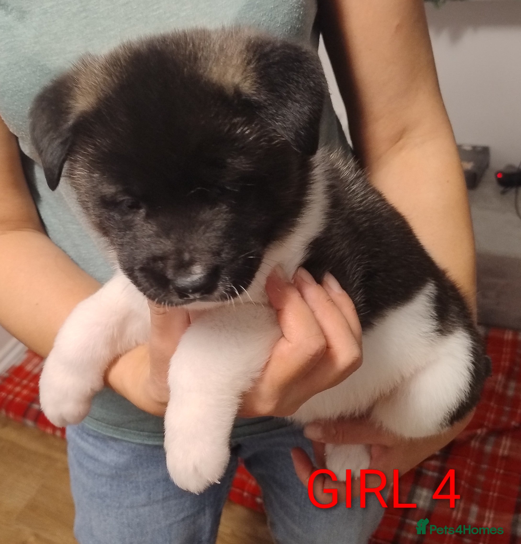 Akita dogs American Akita for sale - Advert 1