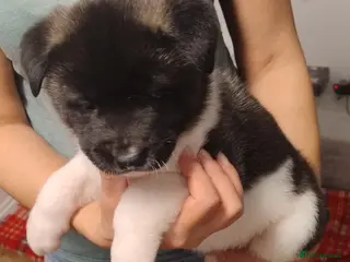 Akita dogs American Akita for sale - Advert 1