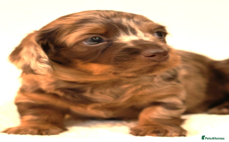 Miniature Dachshund dogs - Advert 16