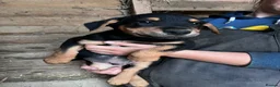 Huntaway dogs for sale: Huntaway puppies in Llanfyllin - Advert 15