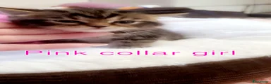 Mixed Breed 2 girl pink collar 💗 