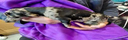 Jack Russell dogs for sale: A very colourful litter of Jacks - Advert 10