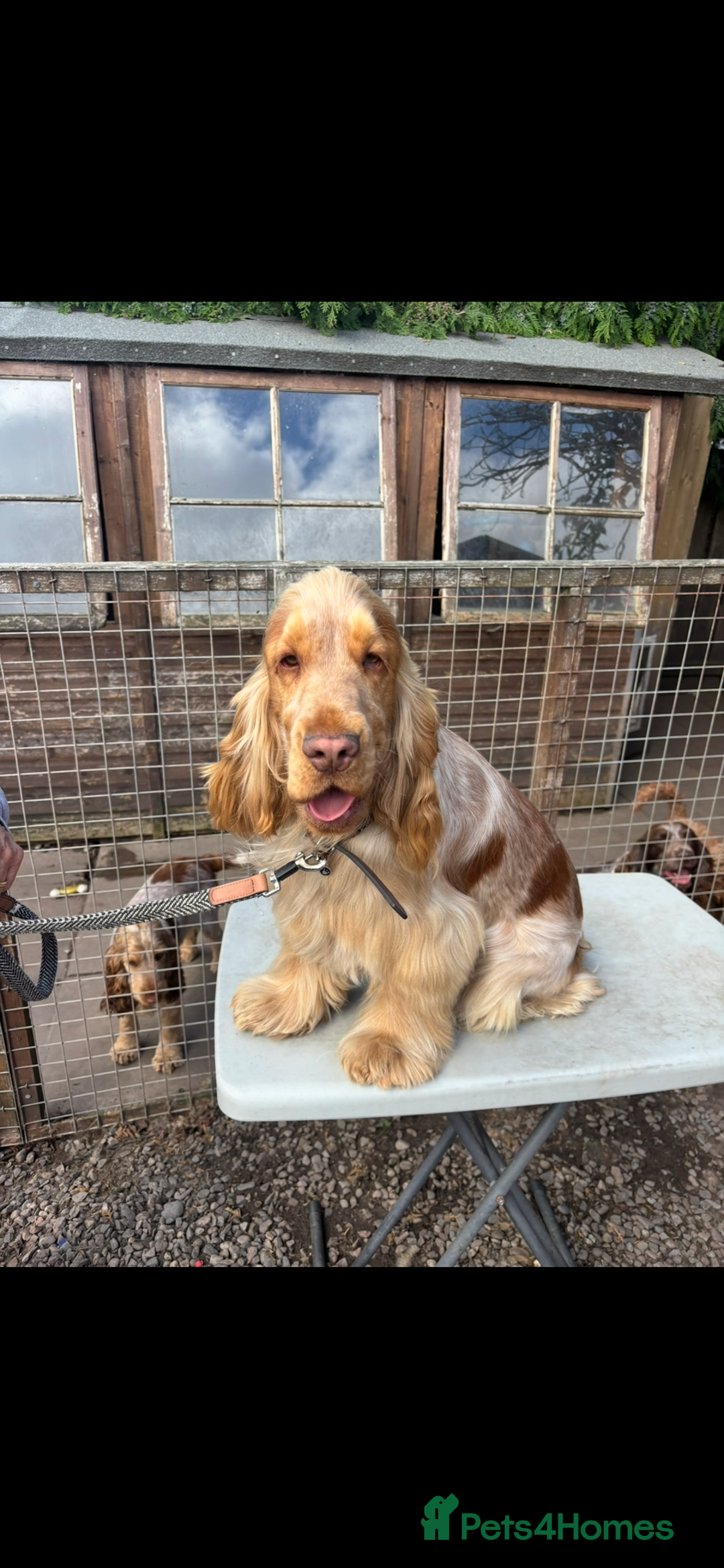 Cocker Spaniel dogs for sale: Show cocker spaniel pups - Advert 15