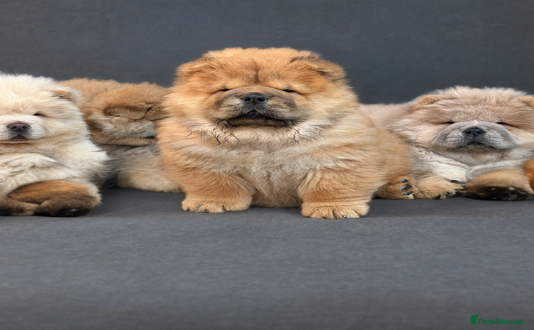 Chow Chow dogs - Advert 8