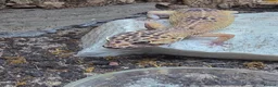 Leopard Gecko reptiles for sale: 2 leopard geckos and set up £150 in Basildon - Advert 5