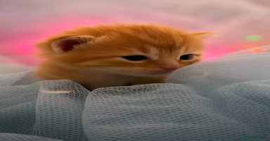 Mixed Breed cats - Advert 5