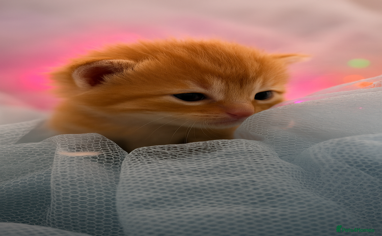 Mixed Breed cats - Advert 3