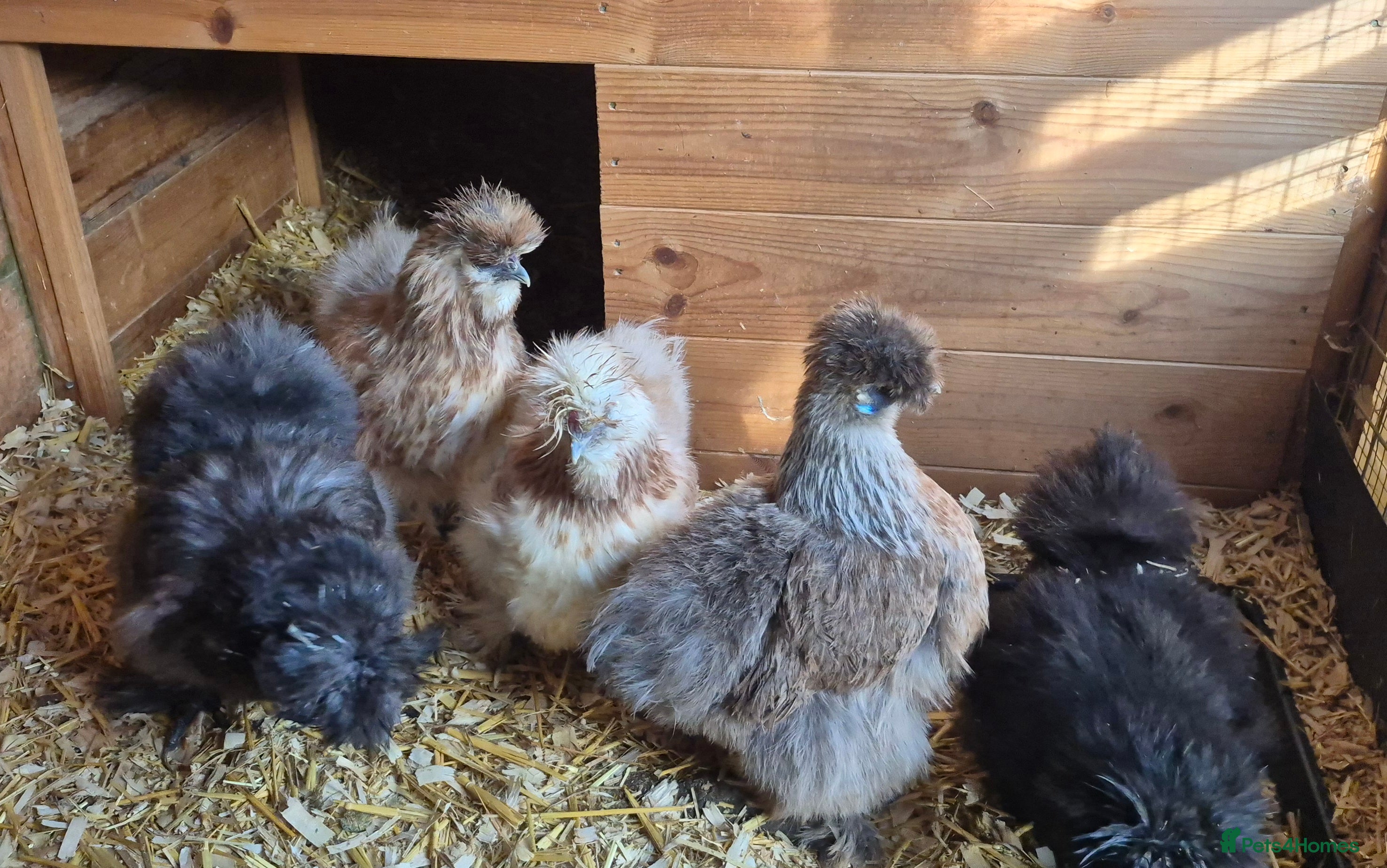 Chickens poultry Silkie Chickens Hens Free  - Advert 3