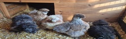 Chickens poultry for sale: Silkie Chickens Hens Free  - Advert 1