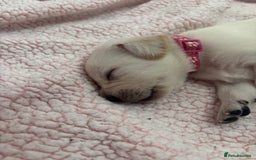 Labrador Retriever dogs for sale: Labrador puppies - Image 6