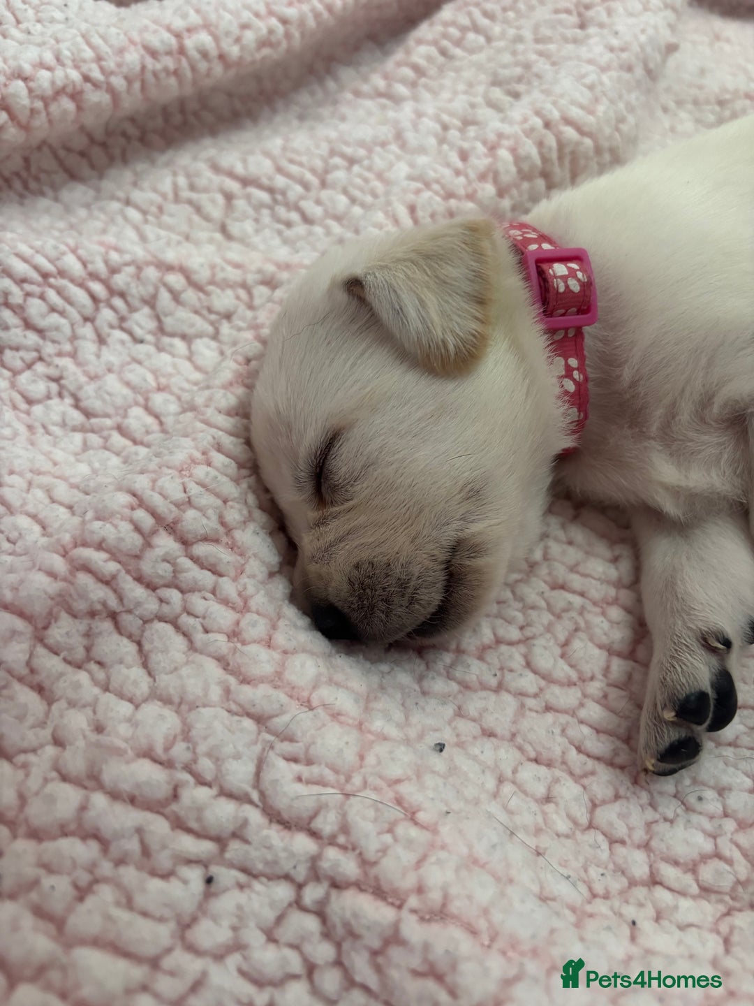 Labrador Retriever dogs for sale: Labrador puppies - Image 6