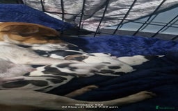 Jack Russell dogs for sale: Jack Russell puppies  - Image 5