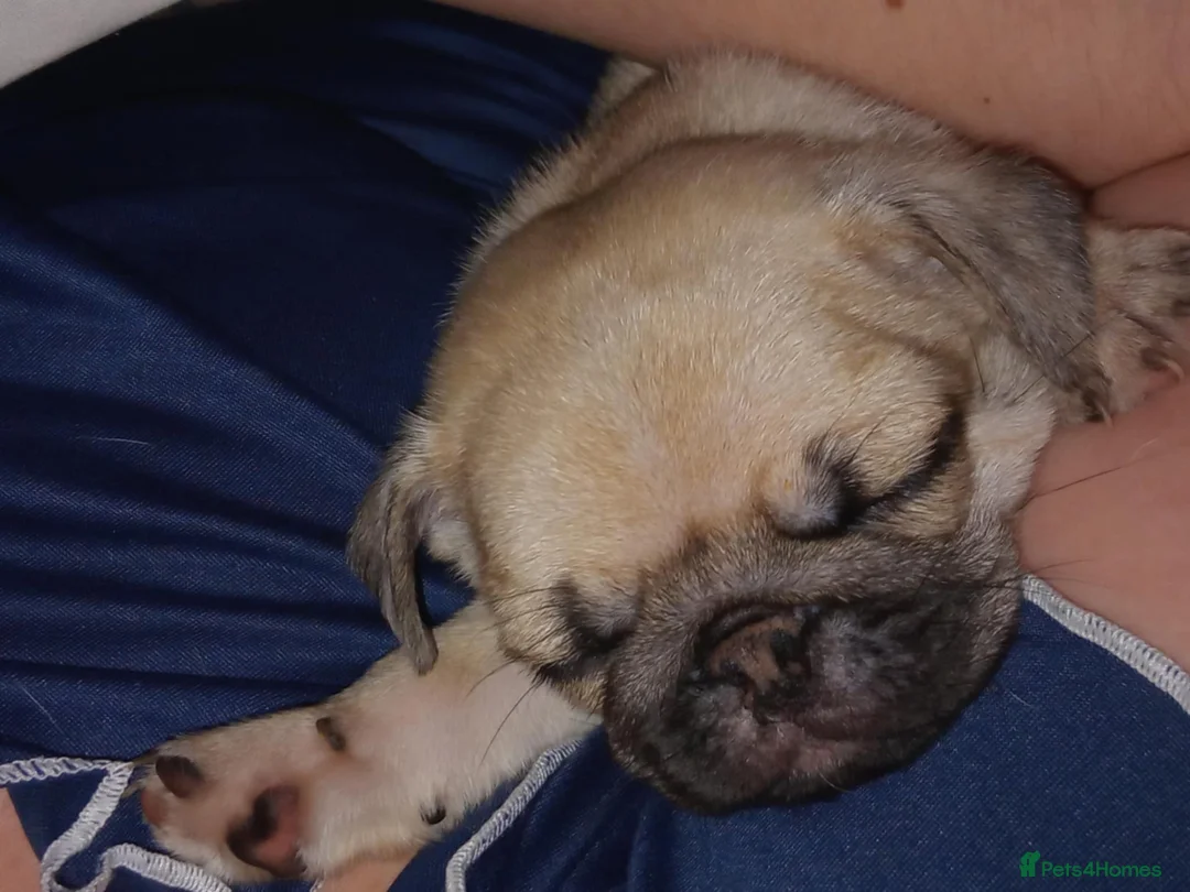 Pug dogs for sale: I have a lovely litter off pug pups for sale  - Advert 15
