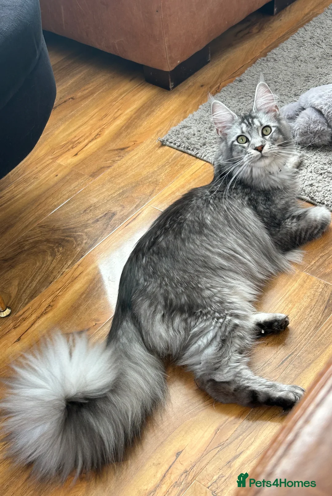 Maine Coon cats for sale: Maine coones kittens (tabby and smokes) - Advert 13