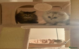 Persian cats for sale: Rare Persian Kittens in London🤍 - Image 2