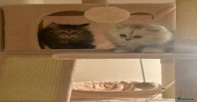 Persian cats - Advert 3