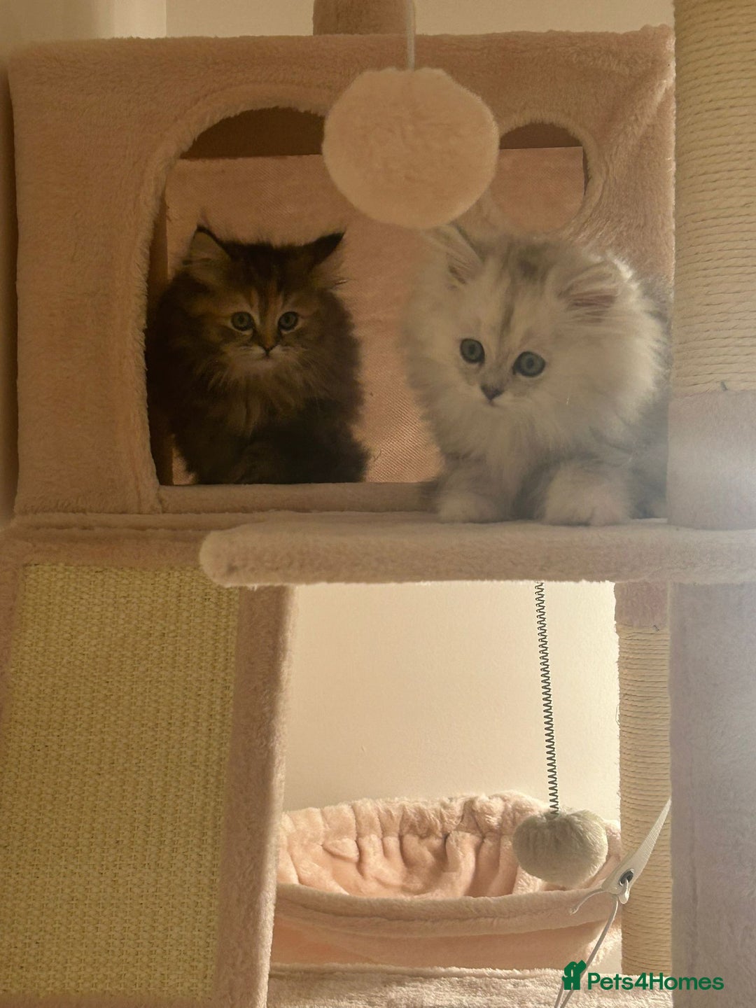 Persian cats for sale: Rare Persian Kittens in London🤍 - Image 2