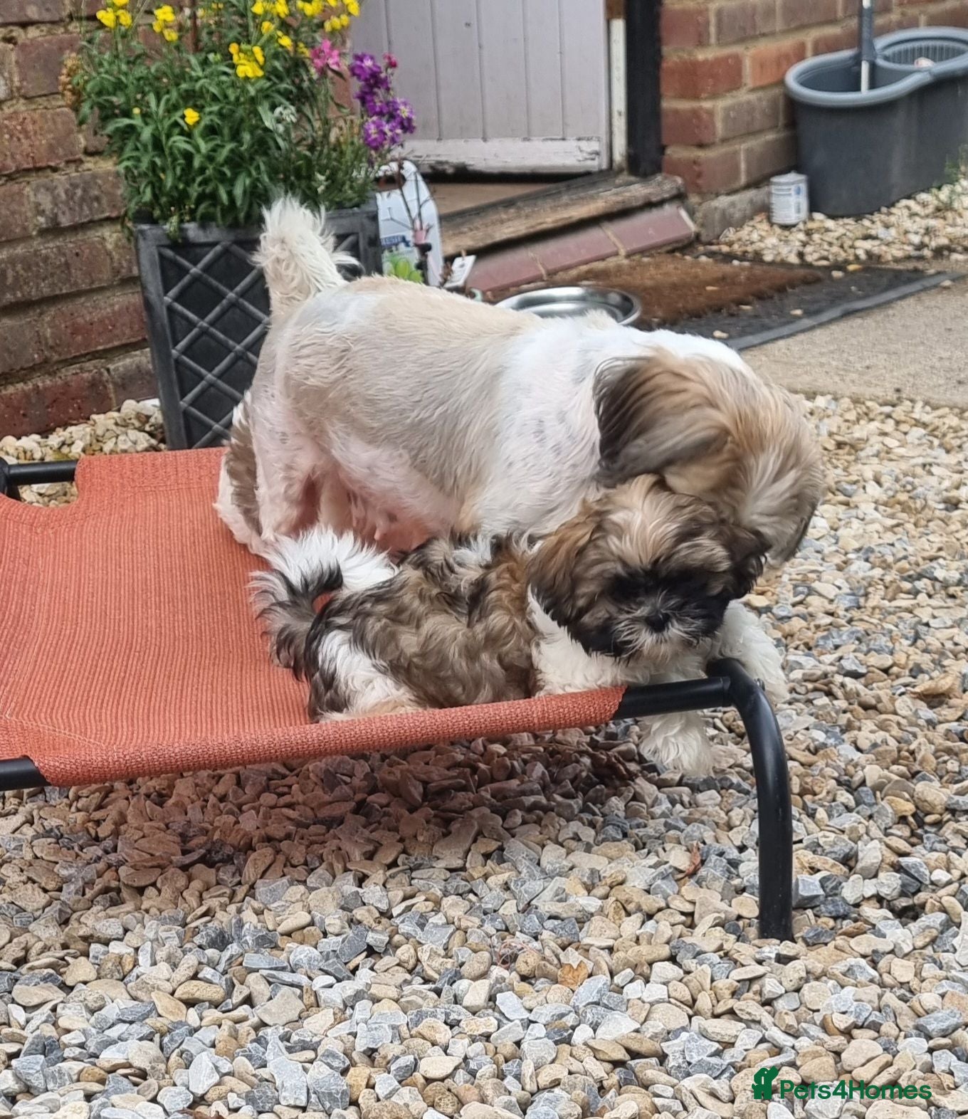 Shih Tzu dogs Shihtzu pups - Advert 2