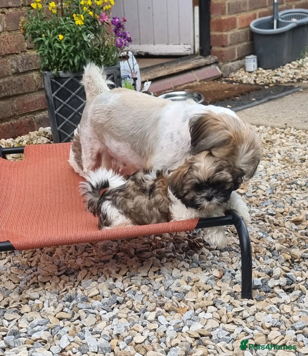 Shih Tzu dogs for sale: Shihtzu pups - Advert 2