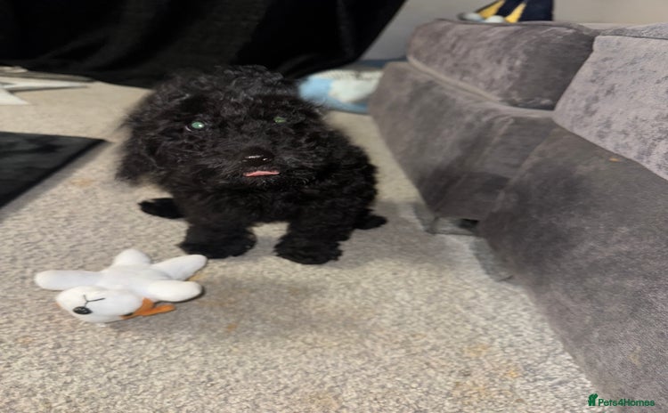Cockapoo dogs - Advert 10