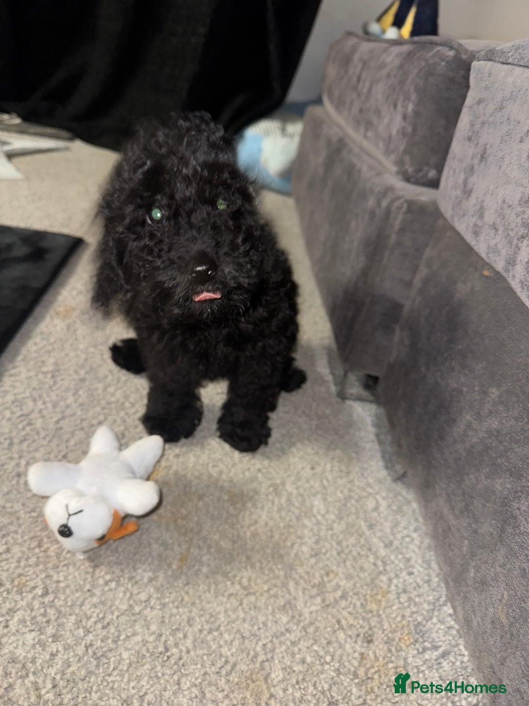 Cockapoo dogs for sale: Cockapoo black pup - Image 1