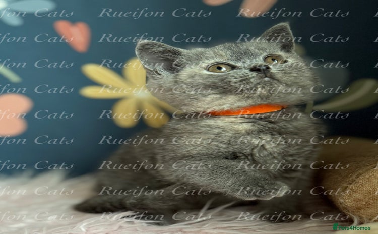 British Shorthair cats - Advert 10