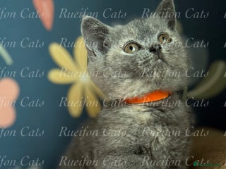 British Shorthair cats - Advert 35