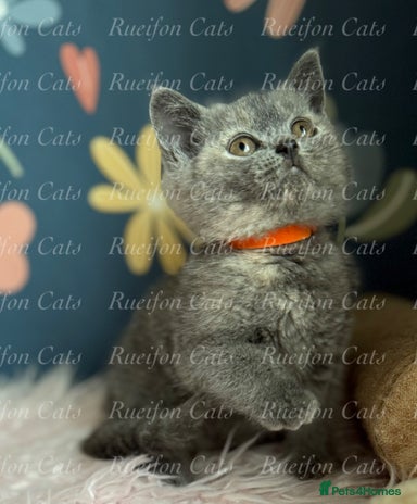 British Shorthair cats - Advert 4