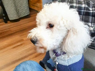 Bichon Frise dogs in Birmingham - Advert 1
