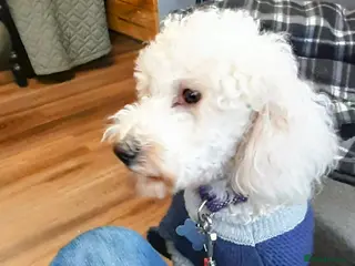 Bichon Frise dogs Alfie, super stud - Advert 2