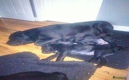 Cane Corso dogs for sale: Cane Corso puppies 14/11/25 - Image 17