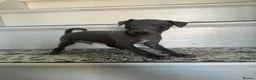 Italian Greyhound dogs for sale: Kc registered Italian greyhound pups  - Advert 13